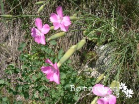 Dianthus sylvestris